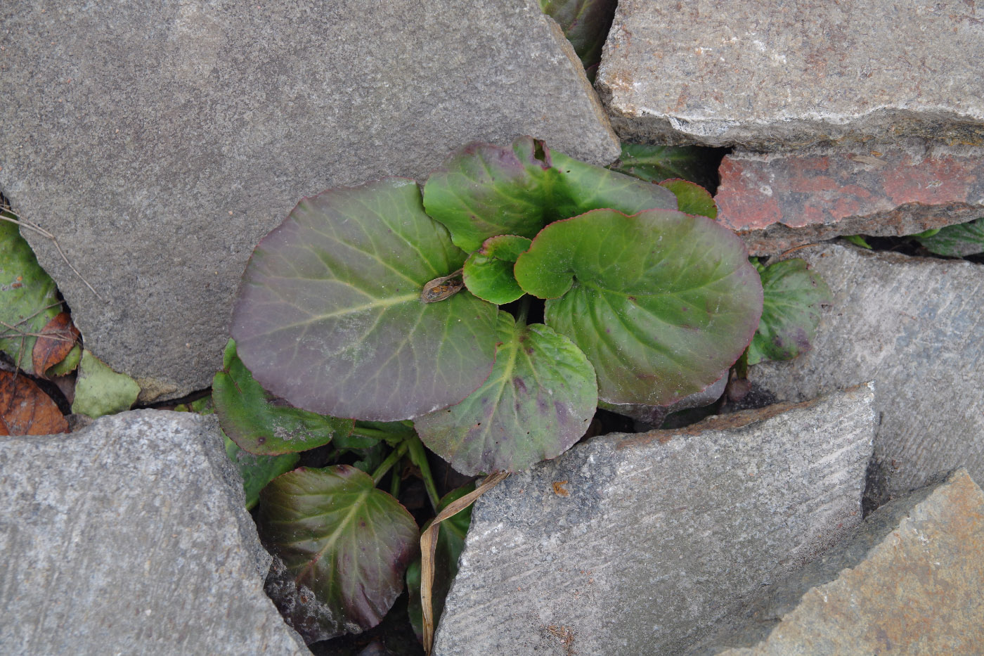 Изображение особи Bergenia crassifolia.