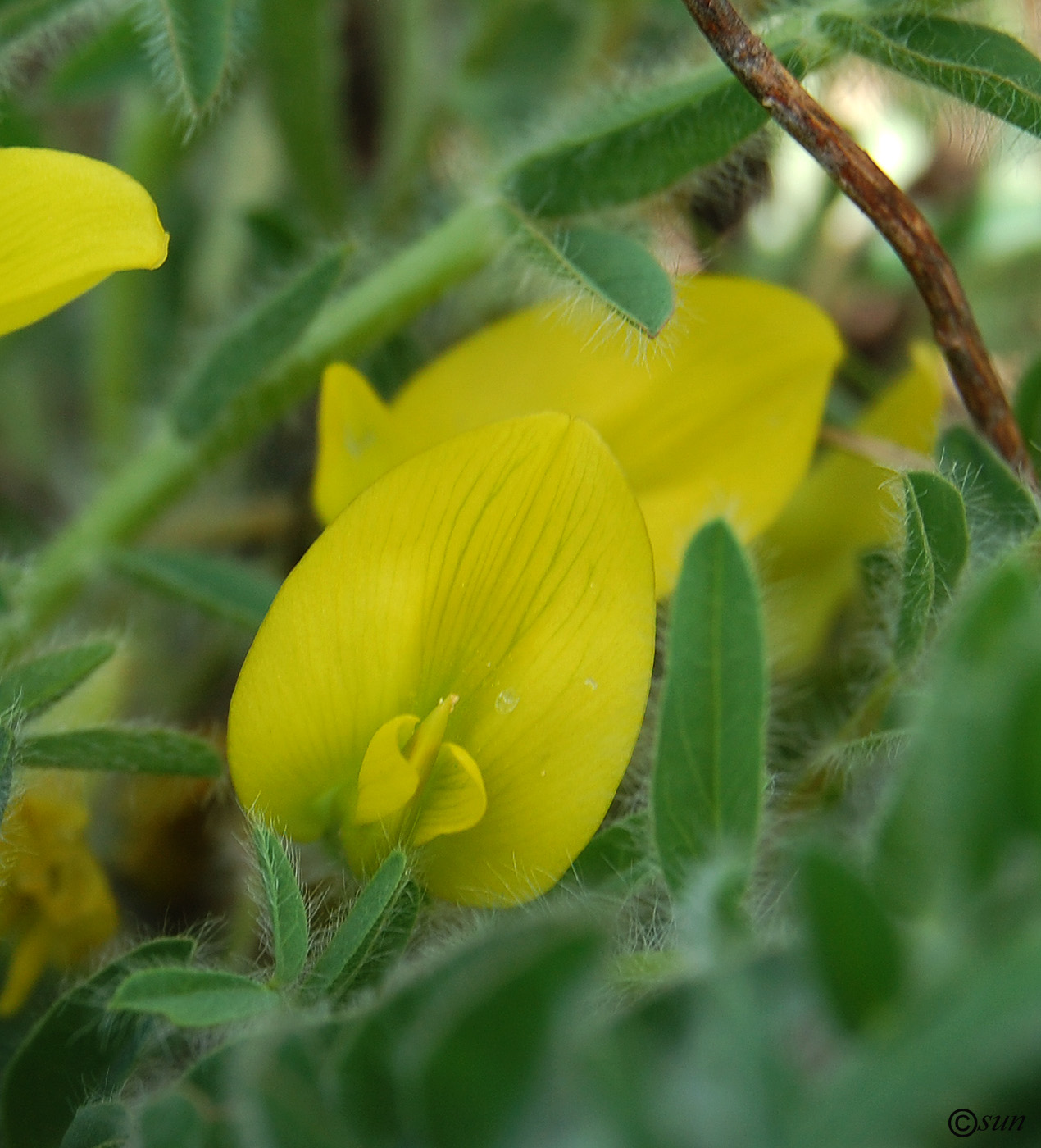 Изображение особи Astragalus henningii.