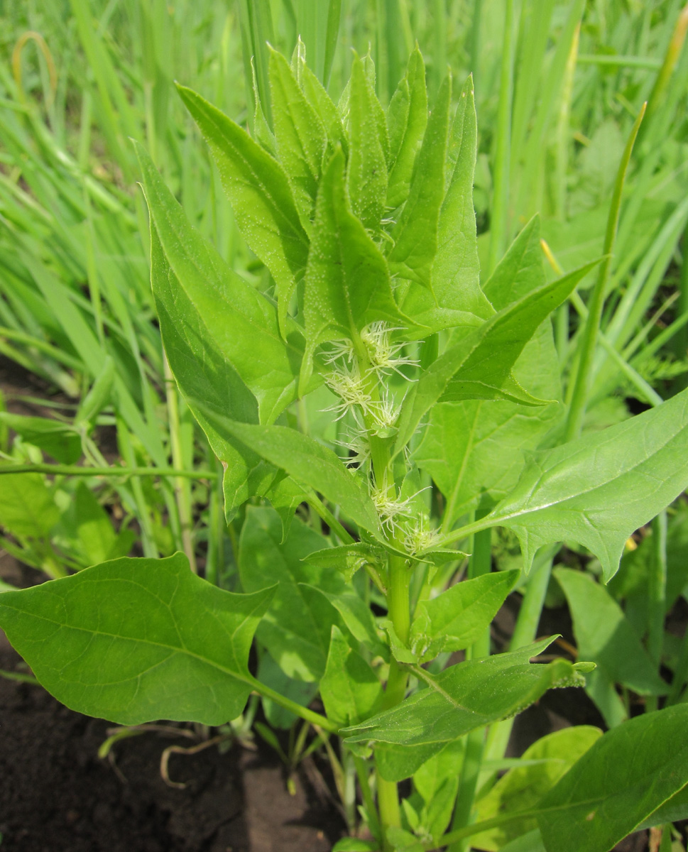 Image of Spinacia oleracea specimen.