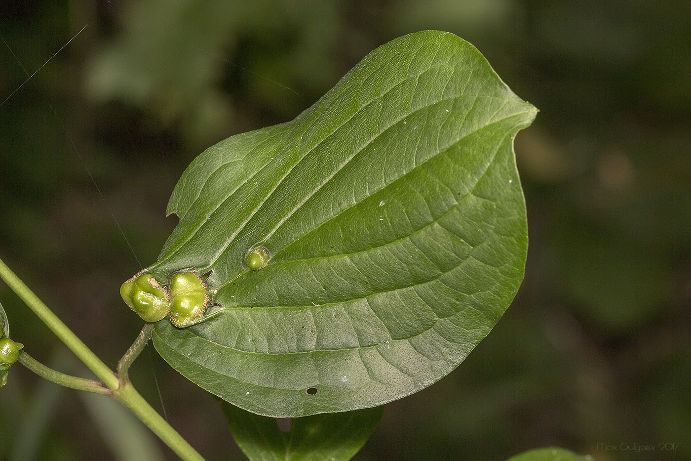 Image of Cornus mas specimen.