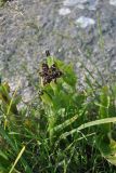 Ferraria foliosa