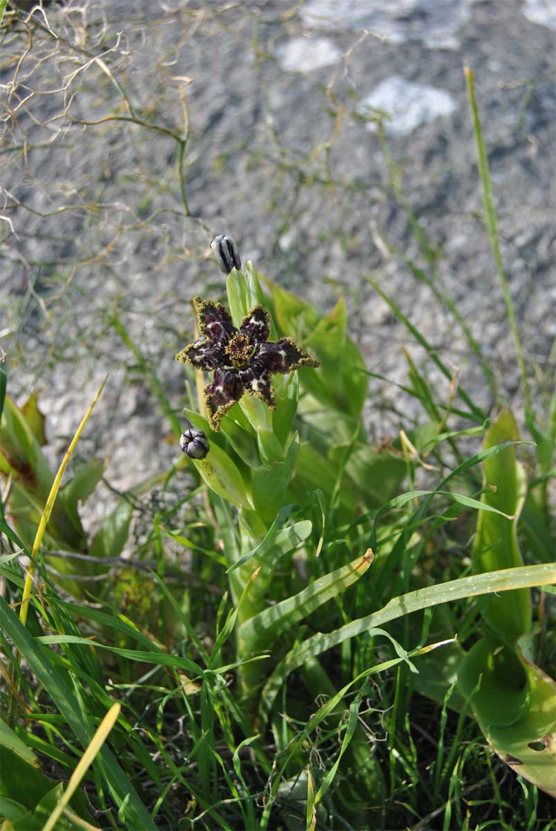 Image of Ferraria foliosa specimen.