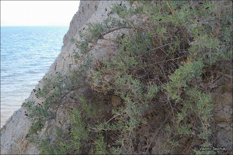 Image of Nitraria schoberi specimen.