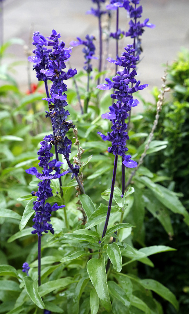 Image of Salvia farinacea specimen.