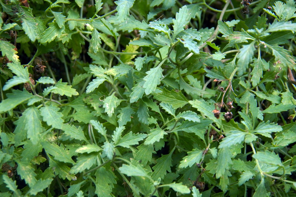 Image of Scrophularia rupestris specimen.