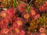 Drosera rotundifolia. Листья плодоносящего растения на сфагнуме. Магаданская обл., г. Магадан, окр. мкр-на Автодром, заболоченный участок на пологом склоне сопки. 03.08.2016.