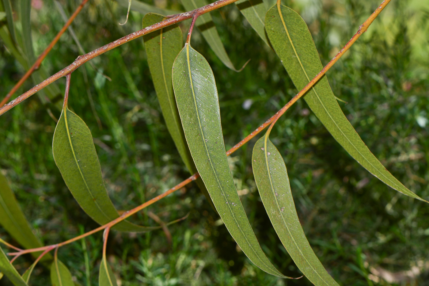 Image of Eucalyptus erythrocorys specimen.