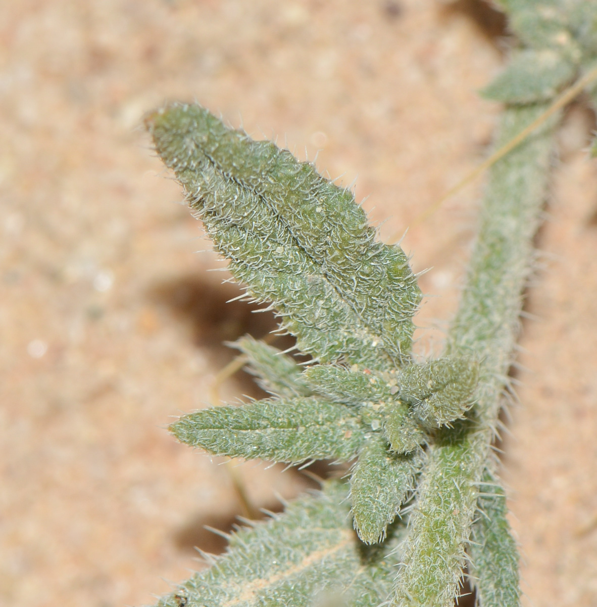 Image of Heliotropium bacciferum specimen.