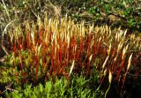 Polytrichum juniperinum. Верхушки гаметофитов с развивающимися спорогонами. Коми, Интинский р-н, окр. пос. Желанный, Приполярный Урал, долина р. Балбанъю. 25.06.2011.