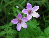 Erodium cicutarium. Цветки. Пермский край, Чусовской р-н, Никифоровское сельское поселение, окр. дер. Красная Горка, правый берег р. Чусовая, Метейная гора, залежь. 11.07.2017.