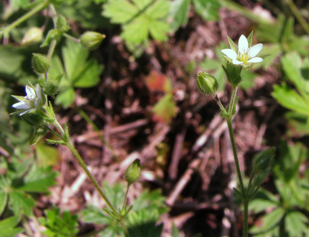 Image of Arenaria uralensis specimen.