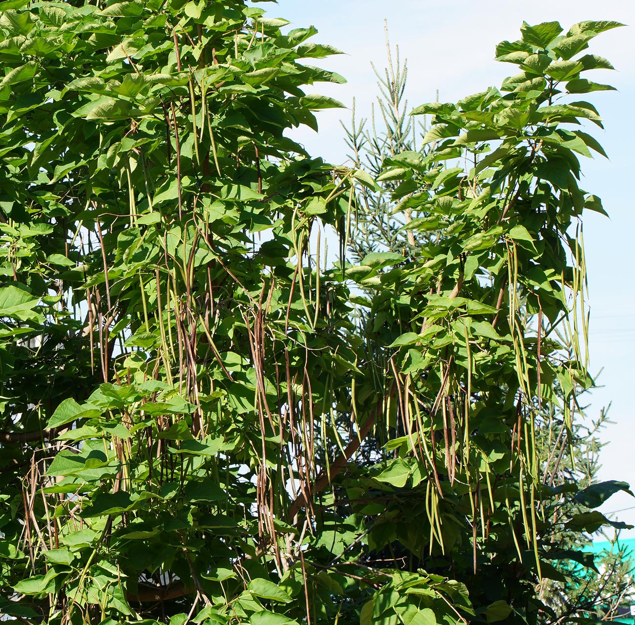 Image of Catalpa bignonioides specimen.