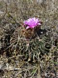 Echinofossulocactus multicostatus