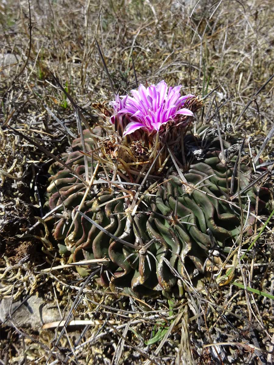 Изображение особи Echinofossulocactus multicostatus.