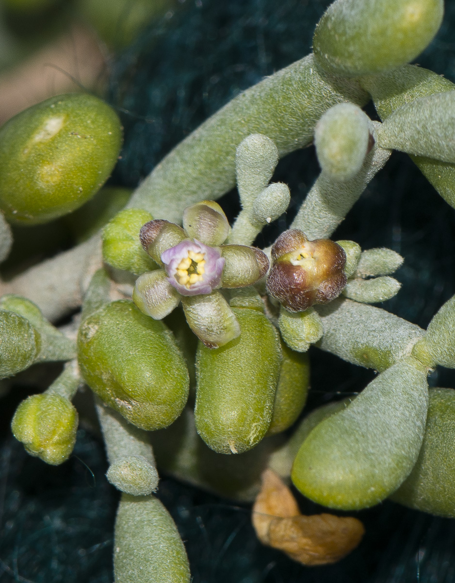 Image of Tetraena fontanesii specimen.