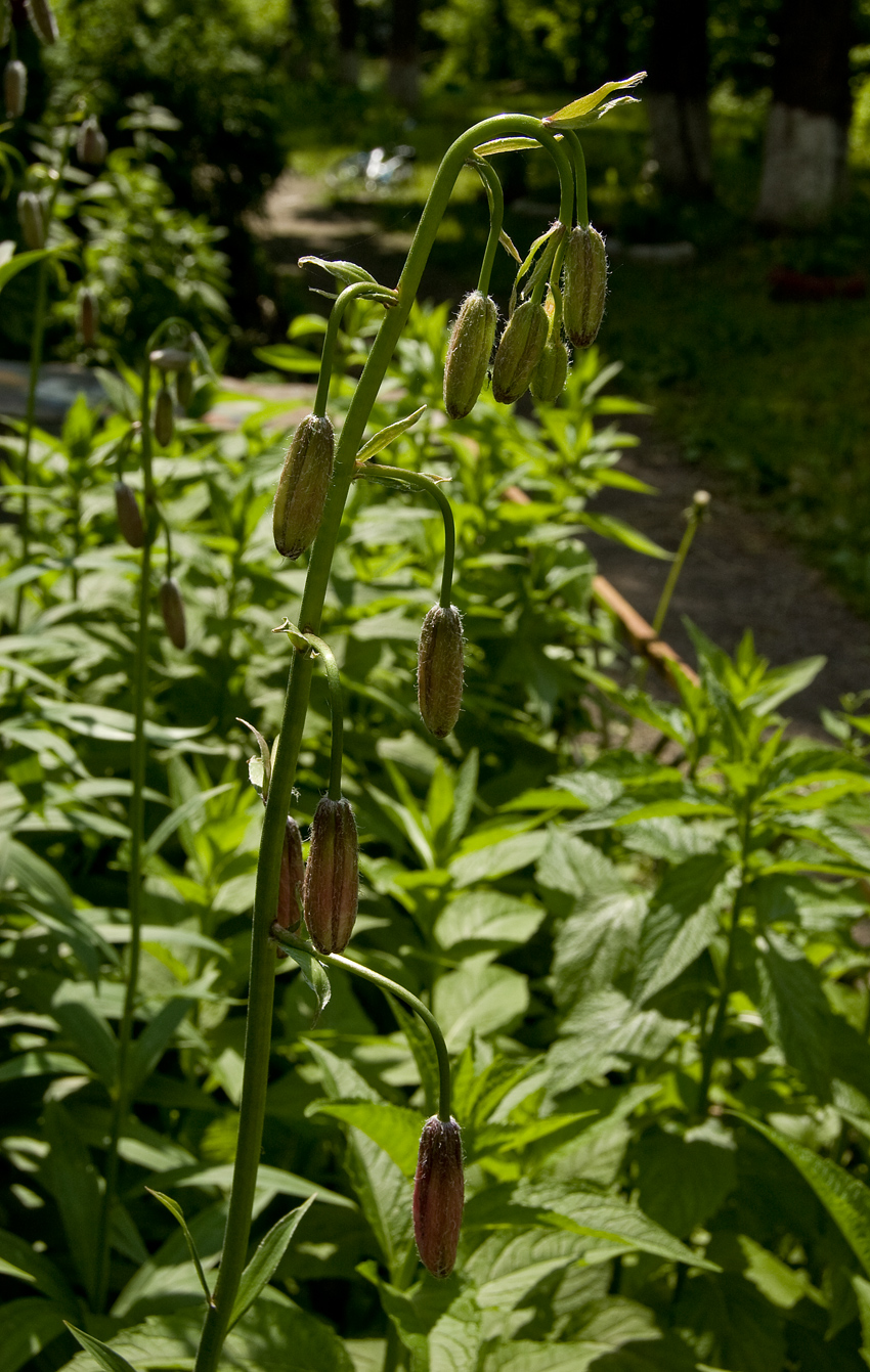 Image of Lilium pilosiusculum specimen.