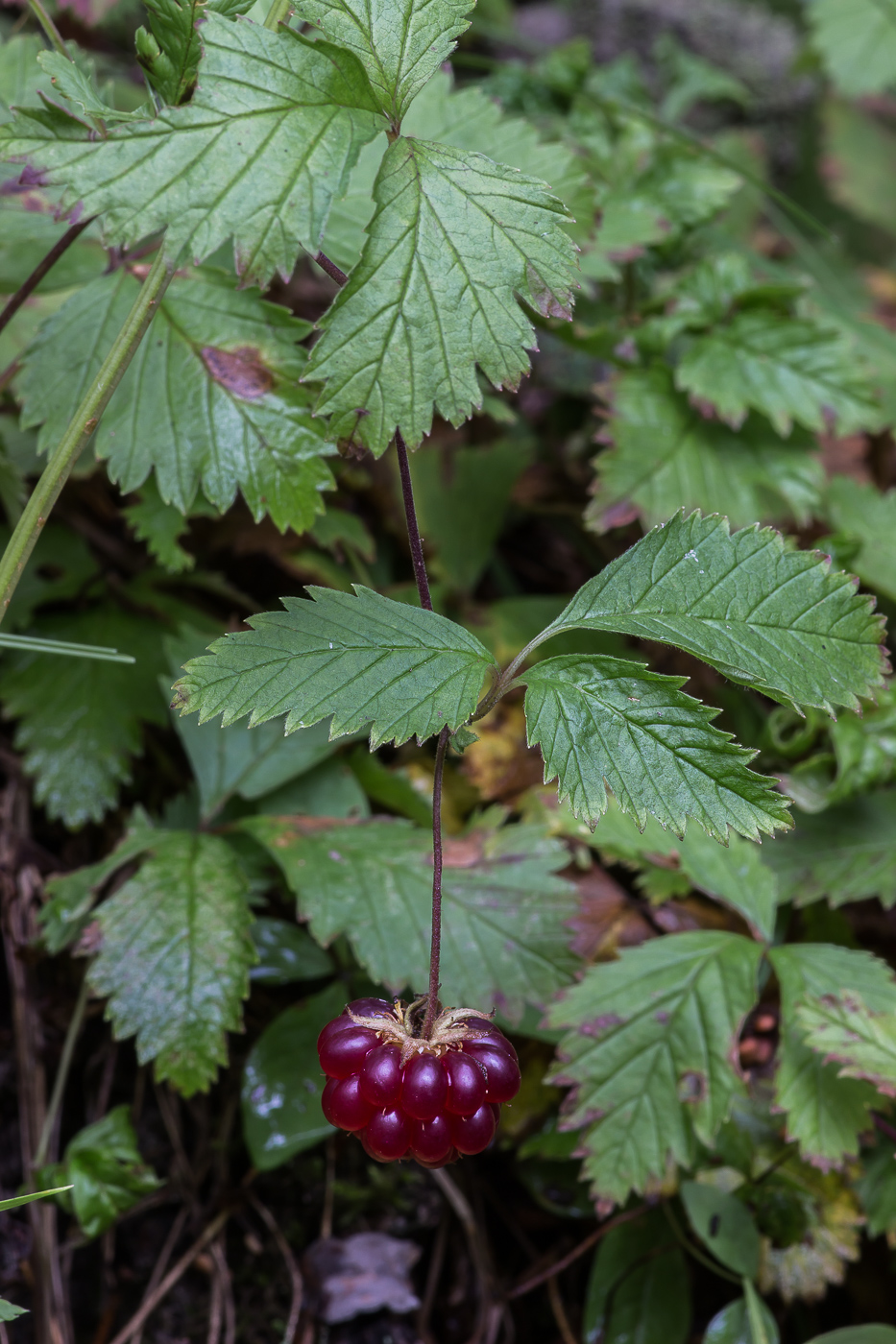 Image of Rubus arcticus specimen.