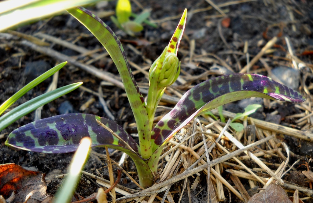 Image of Dactylorhiza fuchsii specimen.