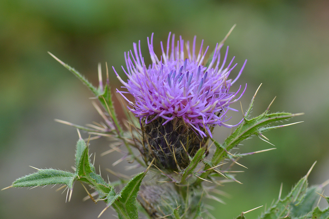 Image of Cirsium pugnax specimen.