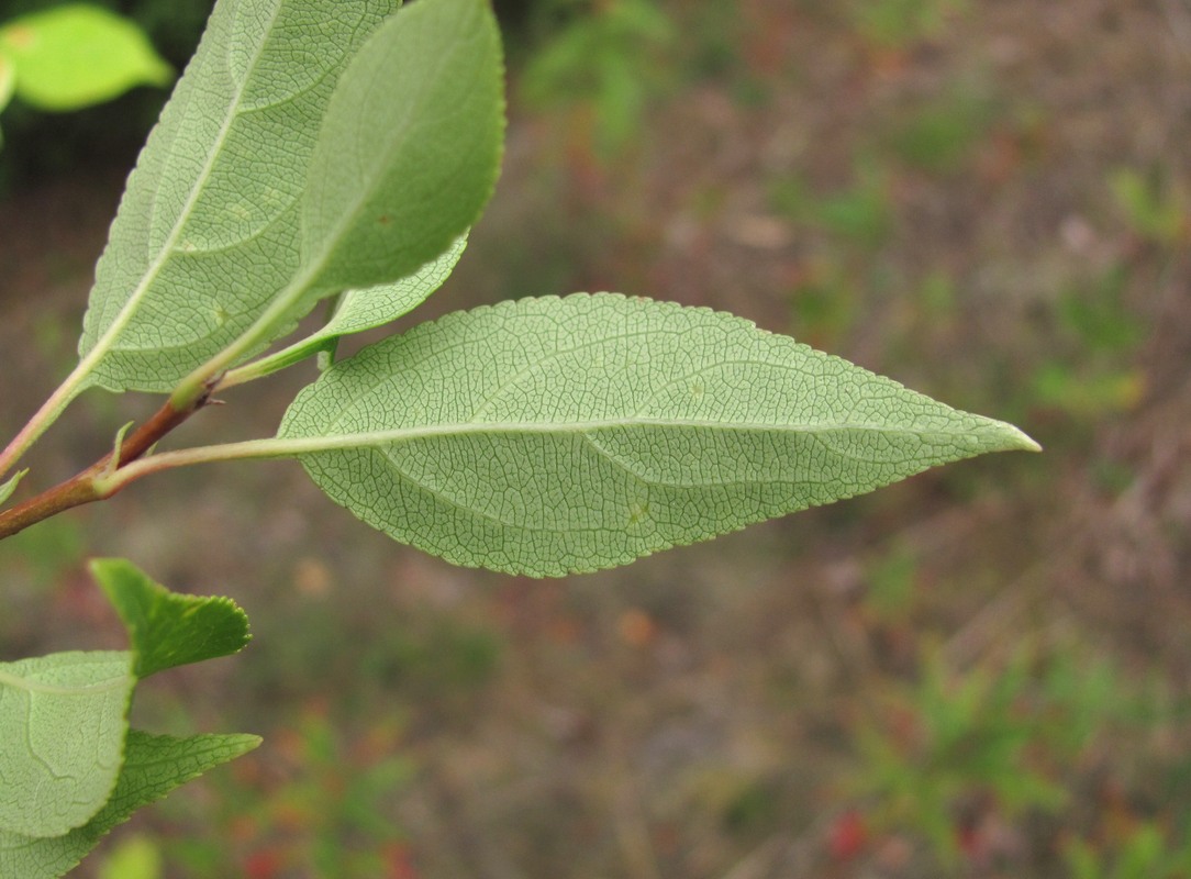 Image of genus Malus specimen.