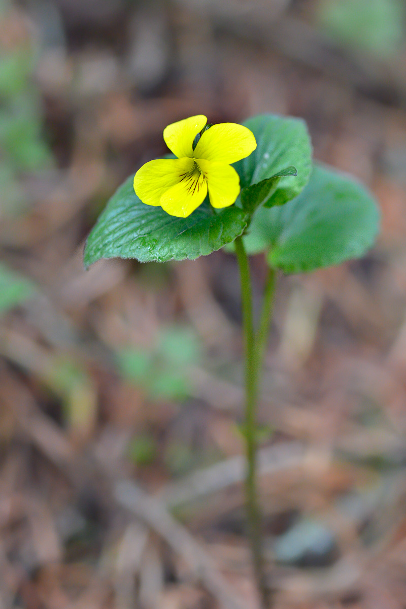 Изображение особи Viola acutifolia.