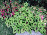 Coleus scutellarioides. Вегетирующие растения. Крым, пос. Партенит, парк \"Айвазовское\". 23.09.2018.