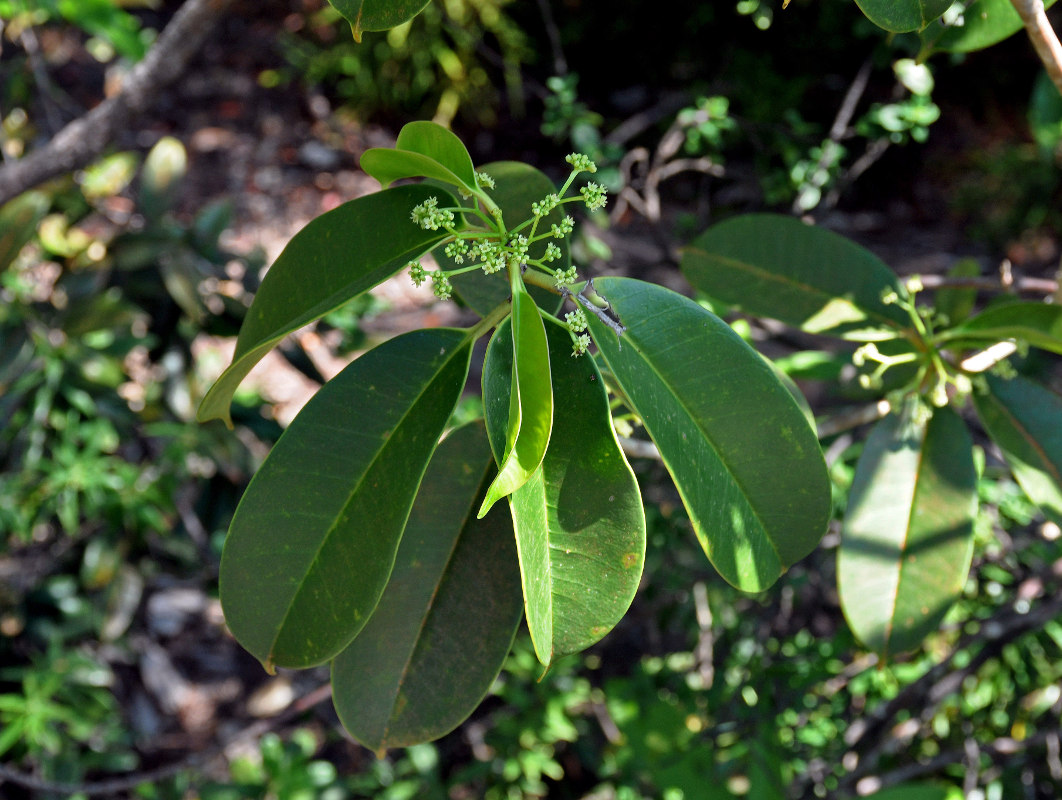 Изображение особи Ilex cymosa.