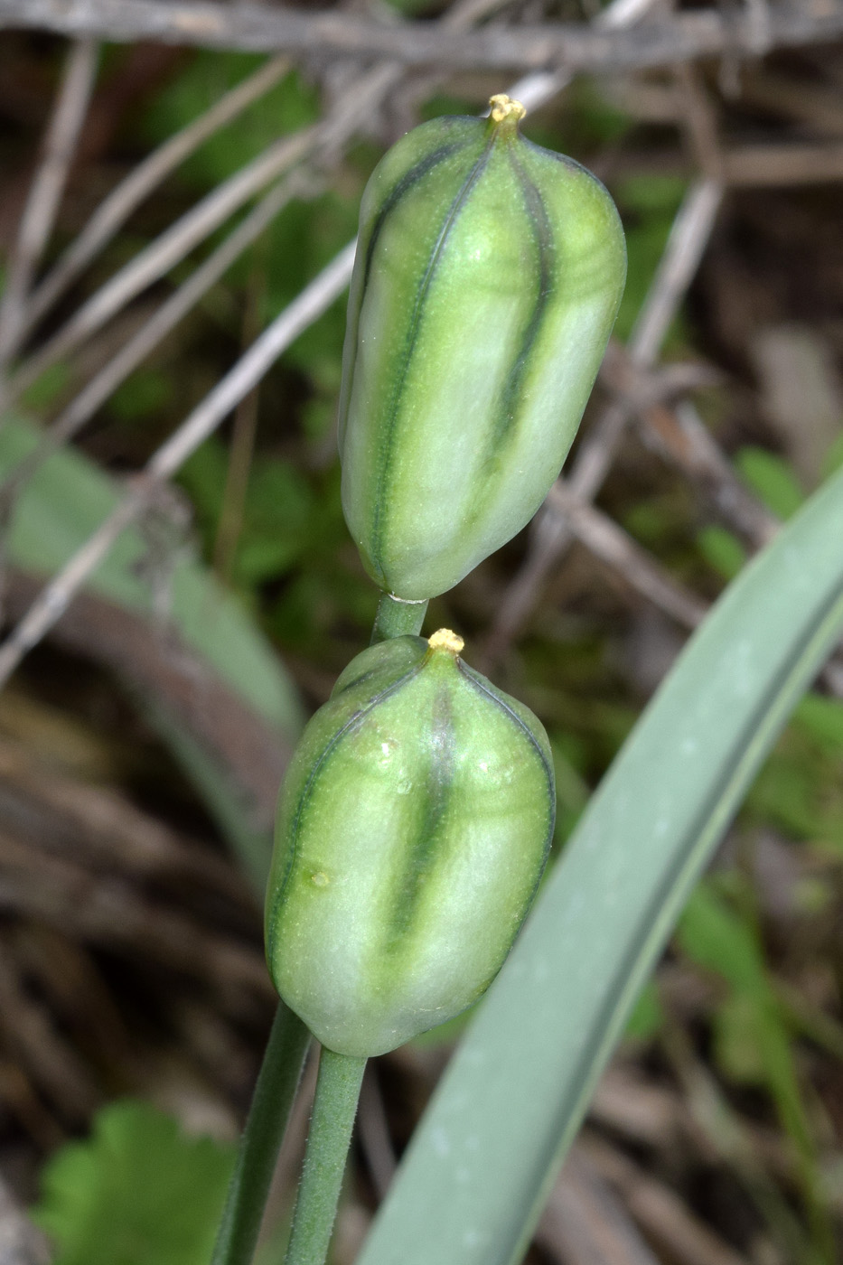 Image of Tulipa bifloriformis specimen.