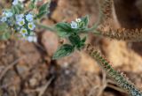 Смотреть изображение Heliotropium hirsutissimum