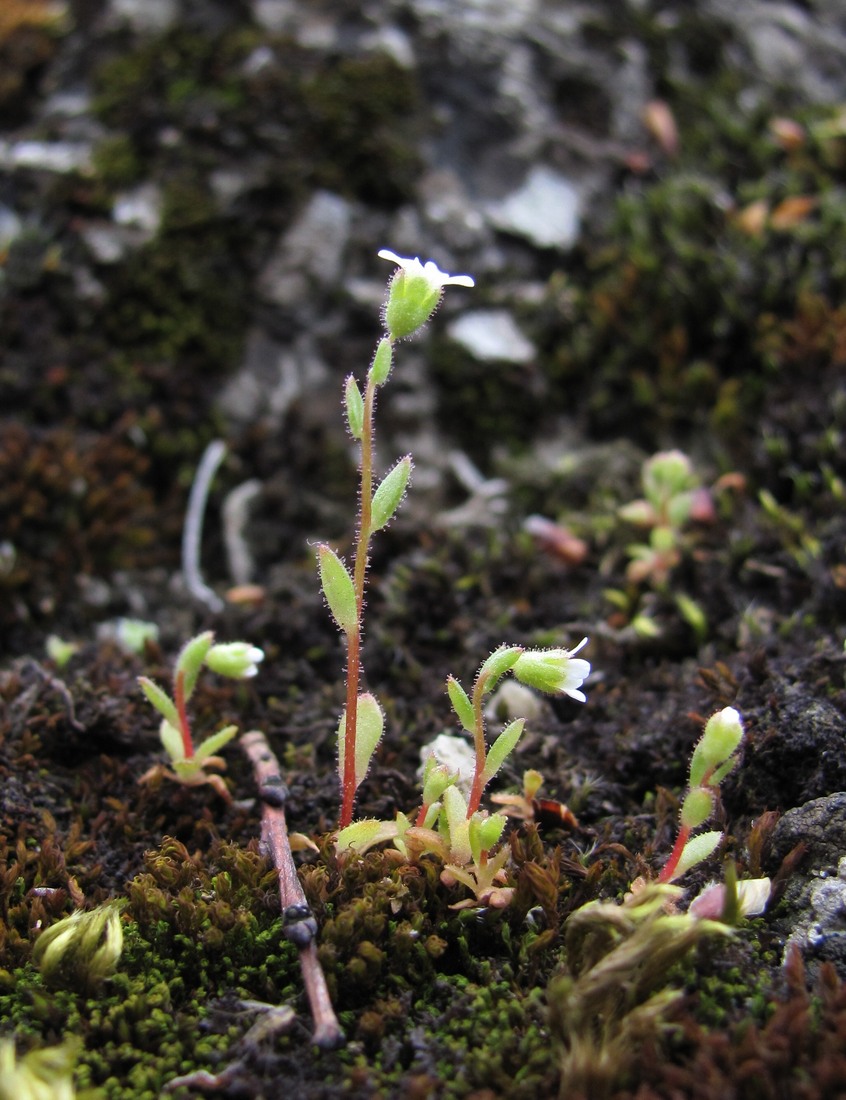 Изображение особи Saxifraga tridactylites.