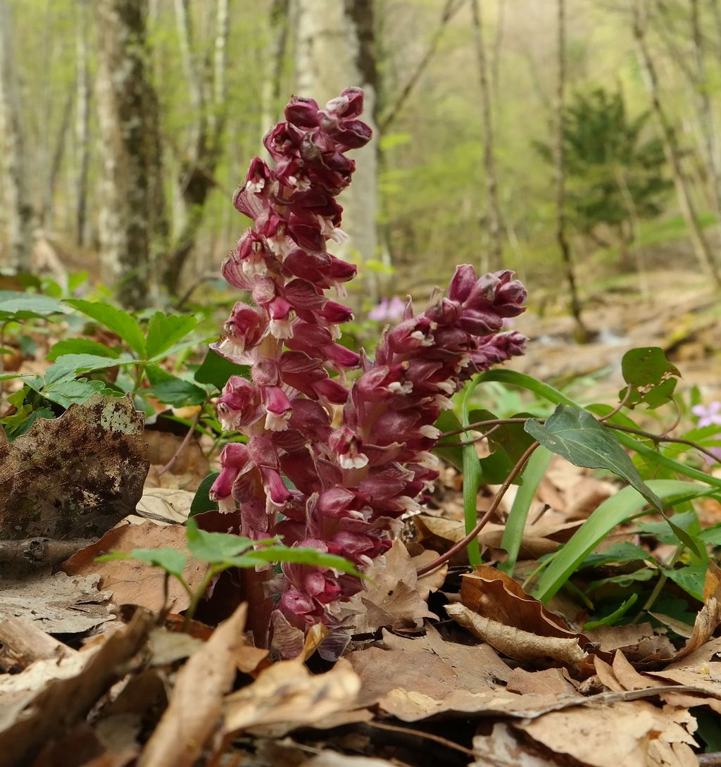 Image of Lathraea squamaria specimen.