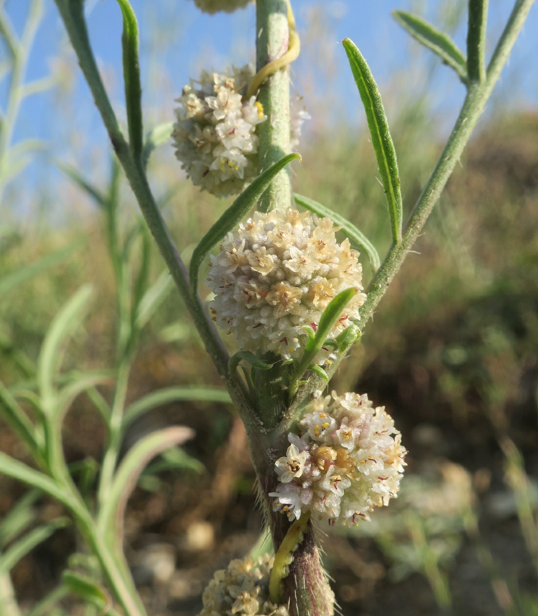 Image of Cuscuta epithymum specimen.