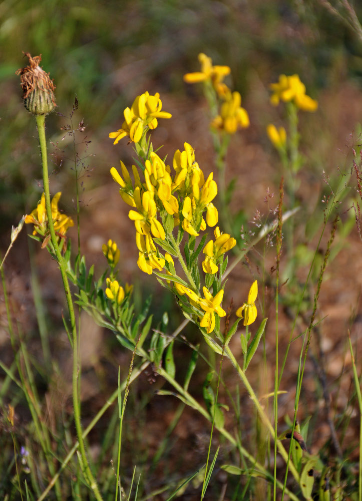 Image of genus Genista specimen.