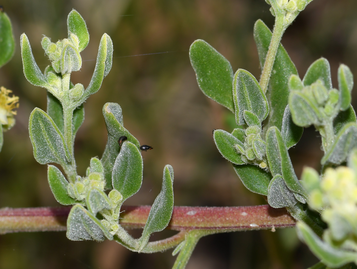 Image of Tetragonia decumbens specimen.