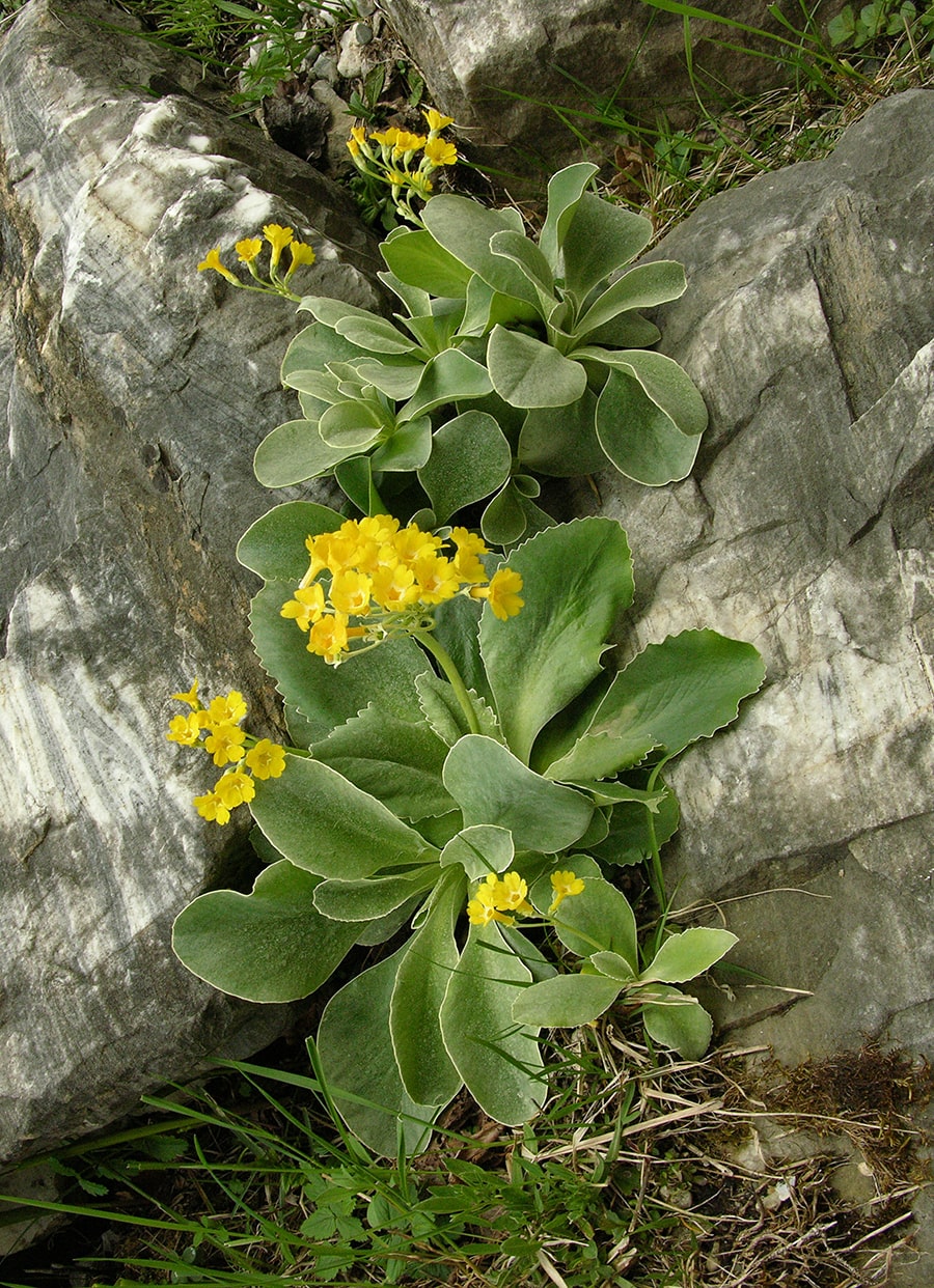 Image of Primula auricula specimen.