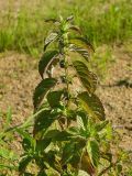 Mentha arvensis