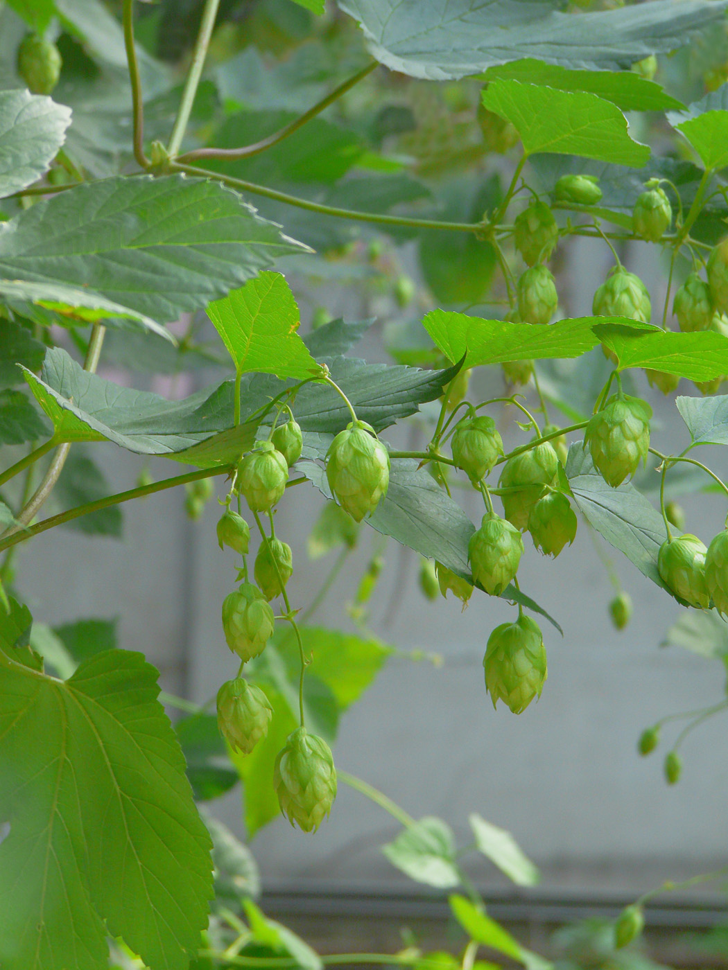 Image of Humulus lupulus specimen.