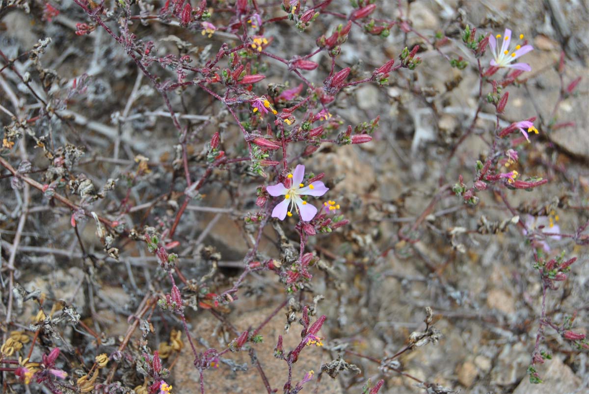 Image of Frankenia chilensis specimen.