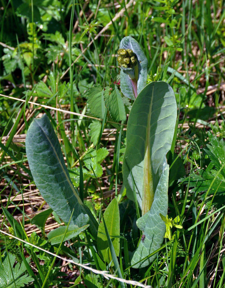 Image of Ligularia altaica specimen.
