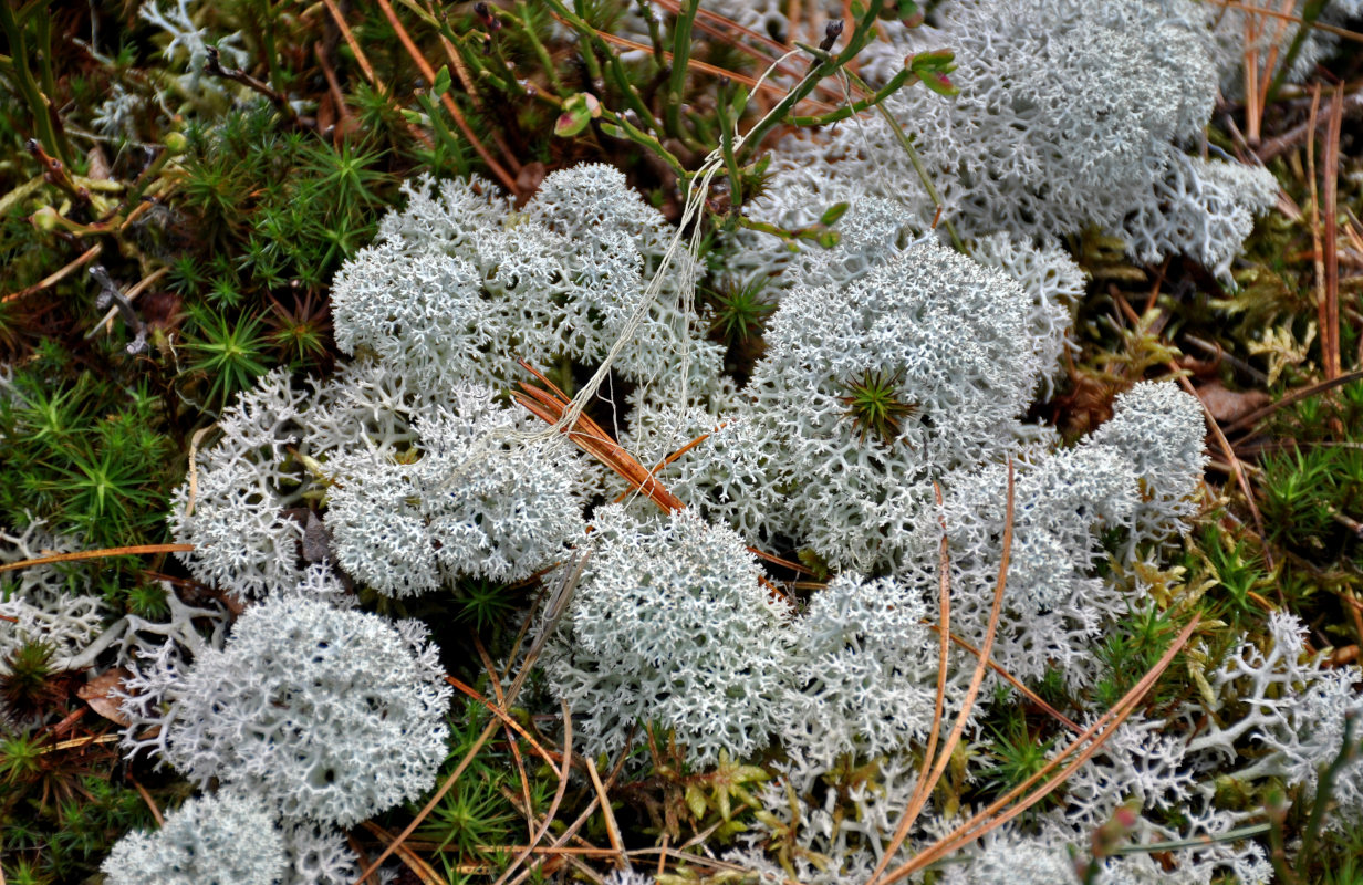 Image of Cladonia stellaris specimen.