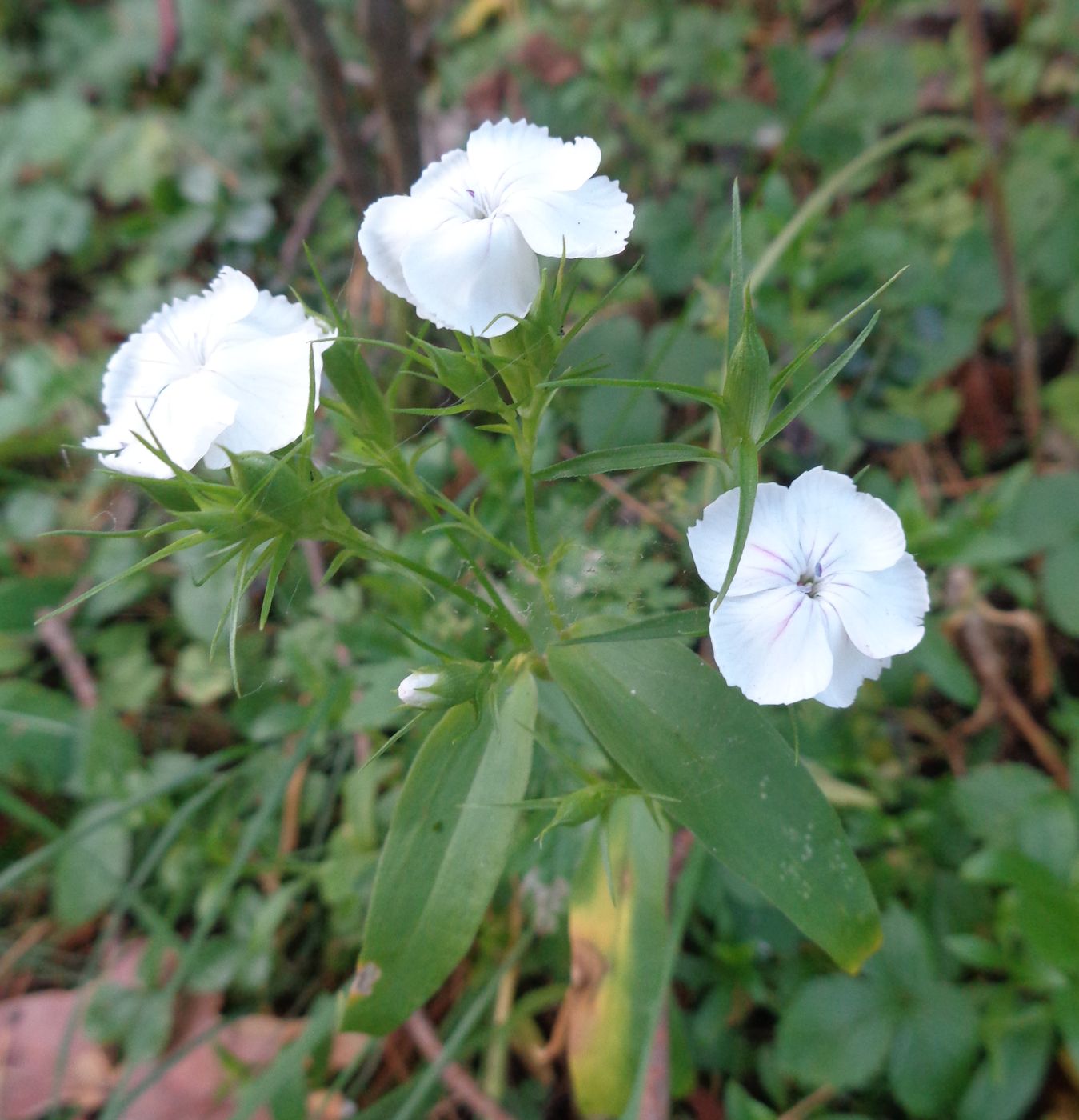 Изображение особи Dianthus barbatus.