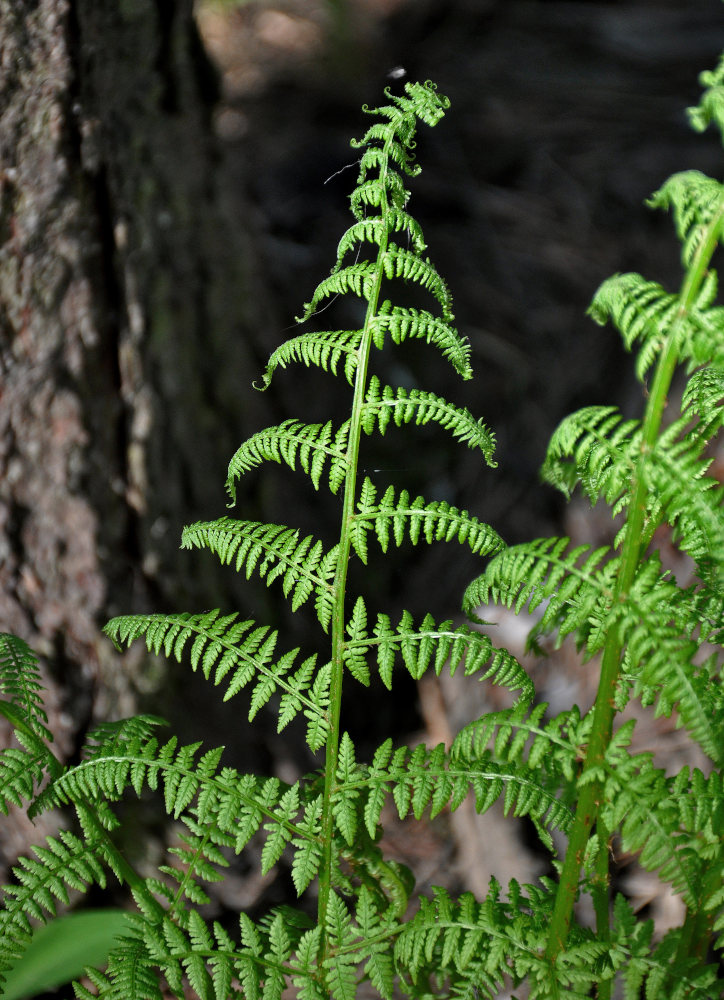 Image of Athyrium filix-femina specimen.