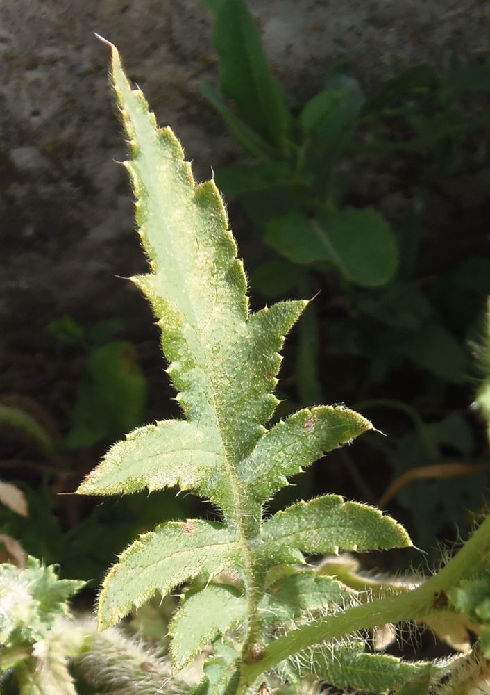 Image of Papaver rhoeas specimen.