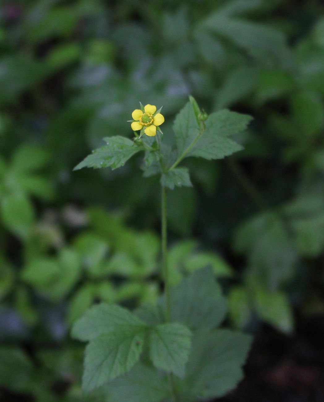 Изображение особи Geum urbanum.