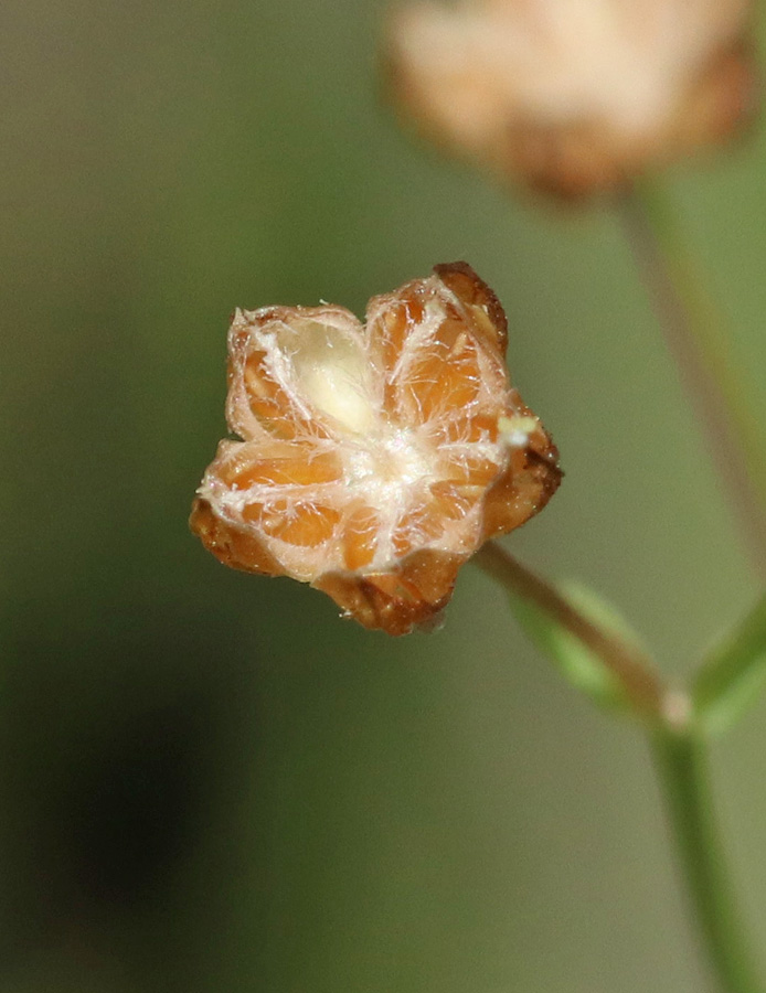 Изображение особи Linum catharticum.