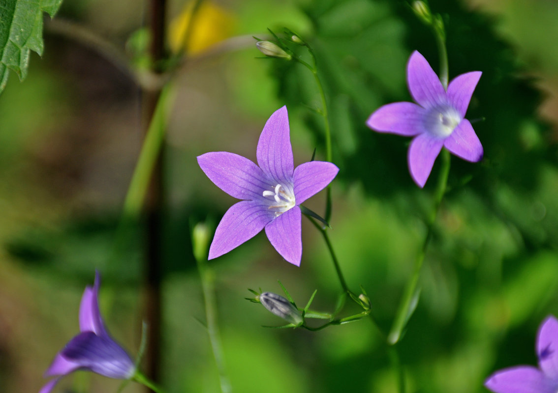 Image of Campanula patula specimen.