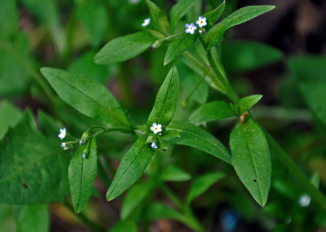 Изображение особи Myosotis sparsiflora.