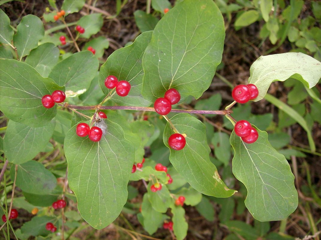 Image of Lonicera tatarica specimen.