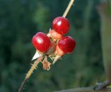 Rubus saxatilis