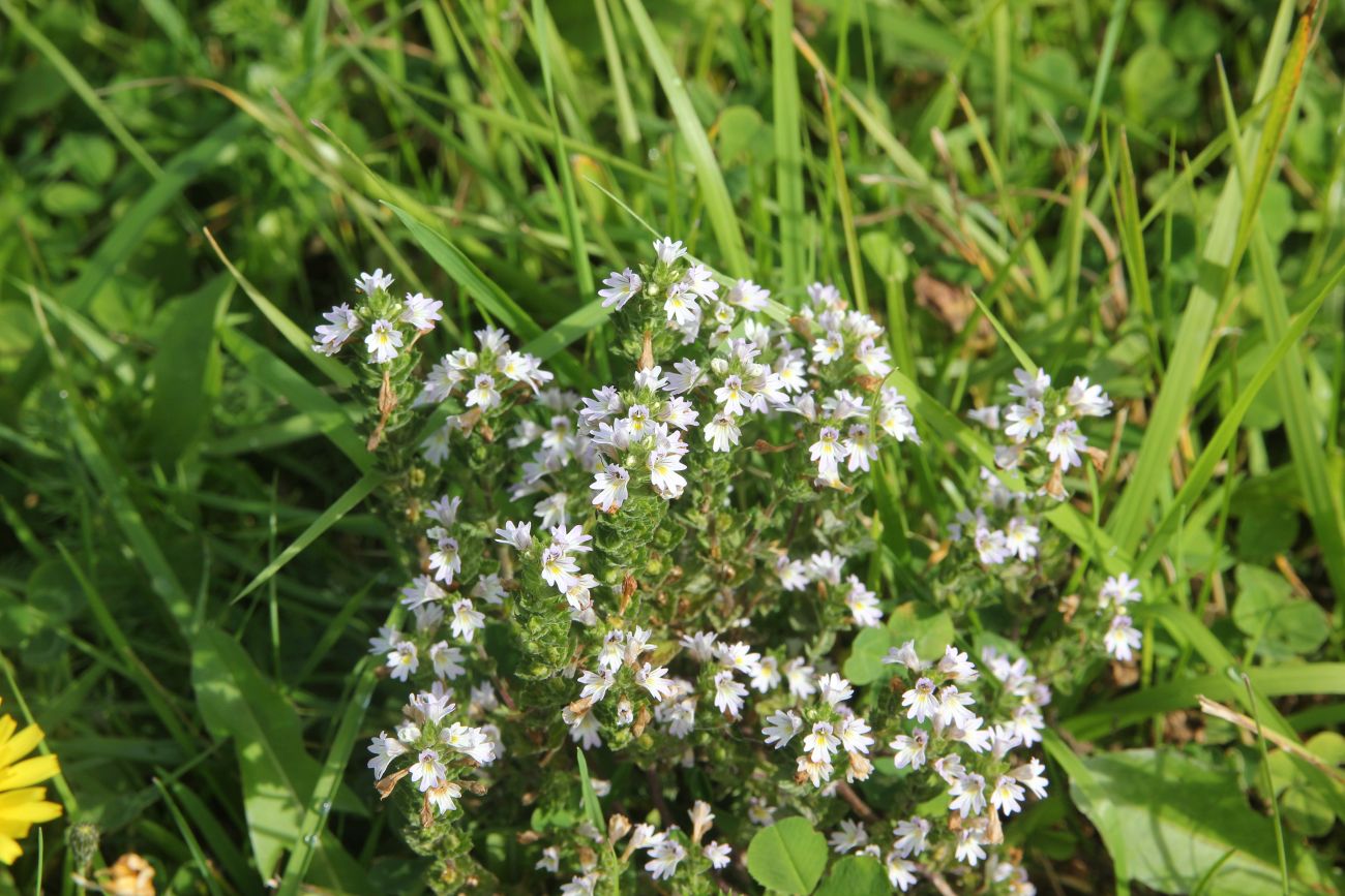 Изображение особи род Euphrasia.